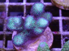 画像1: No.2 フィジー産　イエローグリーン　ポリプパープル (1)