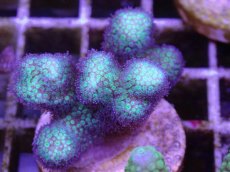 画像2: No.2 フィジー産　イエローグリーン　ポリプパープル (2)