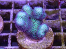 画像1: No.3 フィジー産　イエローグリーン　ポリプパープル (1)