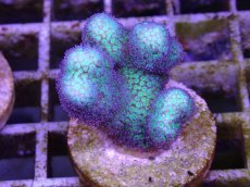 画像2: No.3 フィジー産　イエローグリーン　ポリプパープル (2)