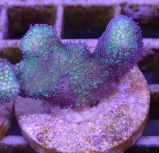 画像1: No.4 フィジー産　イエローグリーン　ポリプパープル (1)