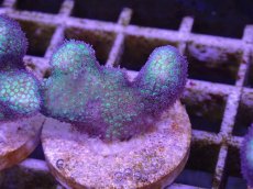 画像2: No.4 フィジー産　イエローグリーン　ポリプパープル (2)