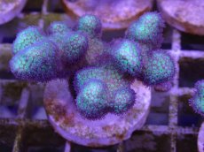 画像1: No.5 フィジー産　イエローグリーン　ポリプパープル (1)