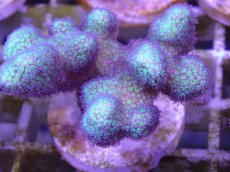 画像2: No.5 フィジー産　イエローグリーン　ポリプパープル (2)