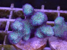 画像1: No.6 フィジー産　イエローグリーン　ポリプパープル (1)