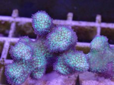 画像2: No.6 フィジー産　イエローグリーン　ポリプパープル (2)