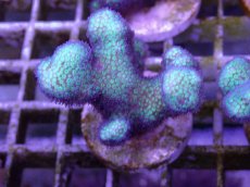 画像1: No.7 フィジー産　イエローグリーン　ポリプパープル (1)