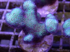 画像2: No.7 フィジー産　イエローグリーン　ポリプパープル (2)