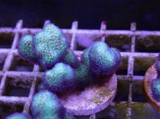 画像1: No.8 フィジー産　イエローグリーン　ポリプパープル (1)