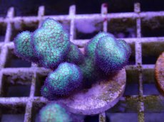 画像2: No.8 フィジー産　イエローグリーン　ポリプパープル (2)