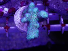 画像1: No.9 フィジー産　イエローグリーン　ポリプパープル (1)