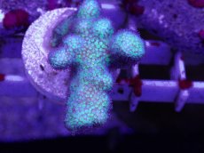 画像2: No.9 フィジー産　イエローグリーン　ポリプパープル (2)