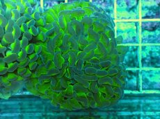 画像1: No.56　ナガレハナサンゴ　茎グリーン (1)