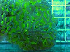 画像2: No.56　ナガレハナサンゴ　茎グリーン (2)