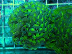 画像1: No.57　ナガレハナサンゴ　茎グリーン (1)