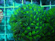 画像2: No.57　ナガレハナサンゴ　茎グリーン (2)