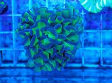 画像1: No.58　ナガレハナサンゴ　茎グリーン (1)