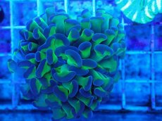 画像2: No.58　ナガレハナサンゴ　茎グリーン (2)