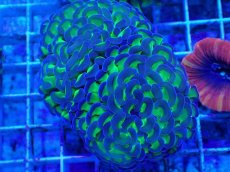 画像1: No.59　ナガレハナサンゴ　茎グリーン (1)