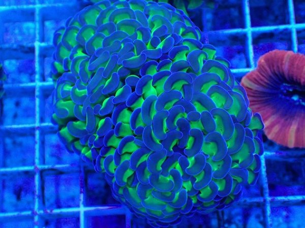 No.59 ナガレハナサンゴ 茎グリーンを買うならアクアスタイルユー 大阪