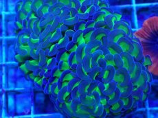 画像2: No.59　ナガレハナサンゴ　茎グリーン (2)