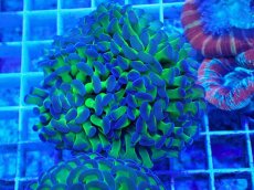 画像1: No.60　ナガレハナサンゴ　茎グリーン (1)