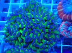 画像2: No.60　ナガレハナサンゴ　茎グリーン (2)