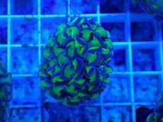 画像1: No.61　ナガレハナサンゴ　茎グリーン　　【人気No.1】 (1)