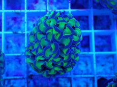 画像2: No.61　ナガレハナサンゴ　茎グリーン　　【人気No.1】 (2)