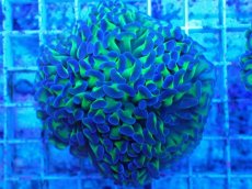 画像1: No.62　ナガレハナサンゴ　茎グリーン　　【人気No.1】 (1)