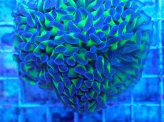 画像2: No.62　ナガレハナサンゴ　茎グリーン　　【人気No.1】 (2)