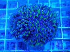 画像1: No.63　ナガレハナサンゴ　茎グリーン (1)