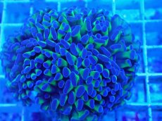 画像2: No.63　ナガレハナサンゴ　茎グリーン (2)