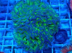 画像1: No.64　ナガレハナサンゴ　茎グリーン (1)