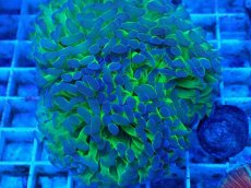 画像2: No.64　ナガレハナサンゴ　茎グリーン (2)