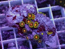 画像1: No.2 フィジー産 マメスナギンチャク マルチカラー (1)