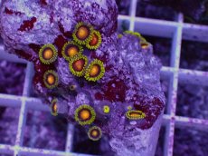 画像2: No.2 フィジー産 マメスナギンチャク マルチカラー (2)