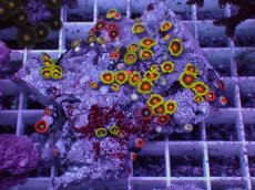 画像1: No.3 フィジー産 マメスナギンチャク マルチカラー　　【人気No.1】 (1)