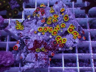 No.12 ライブロック 二個セット 海藻など付き 約1.7kgを買うなら