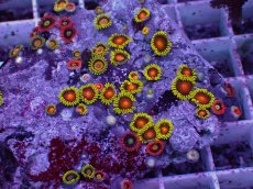 画像2: No.3 フィジー産 マメスナギンチャク マルチカラー　　【人気No.1】 (2)