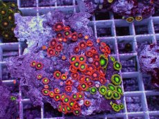 画像1: No.4 フィジー産 マメスナギンチャク マルチカラー　　【人気No.1】 (1)