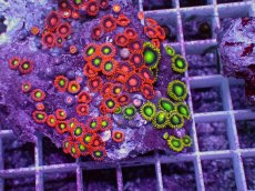 画像2: No.4 フィジー産 マメスナギンチャク マルチカラー　　【人気No.1】 (2)