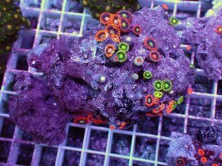 No.25 オーストラリア産 カクオオトゲキクメイシ を買うならアクア