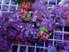 画像2: No.5 フィジー産 マメスナギンチャク マルチカラー (2)