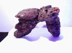 画像1: No.11 ライブロック　二個セット　海藻など付き　約1.9ｋｇ (1)