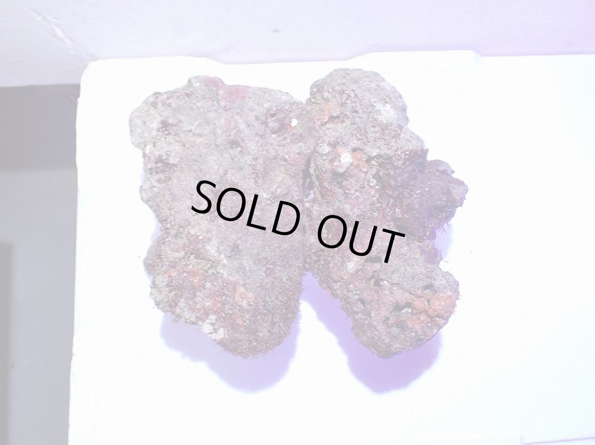 画像2: No.11 ライブロック　二個セット　海藻など付き　約1.9ｋｇ (2)