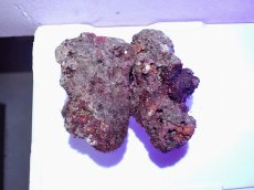 画像2: No.11 ライブロック　二個セット　海藻など付き　約1.9ｋｇ (2)