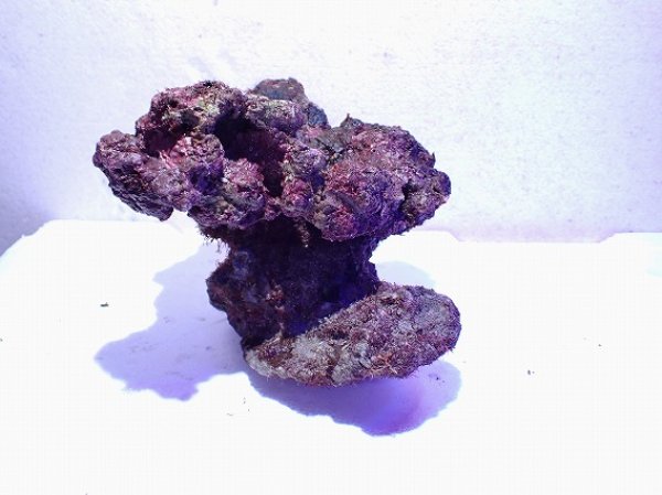 No.12 ライブロック 二個セット 海藻など付き 約1.7kgを買うなら