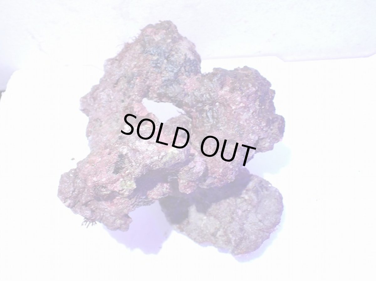 画像2: No.12 ライブロック　二個セット　海藻など付き　約1.7ｋｇ (2)