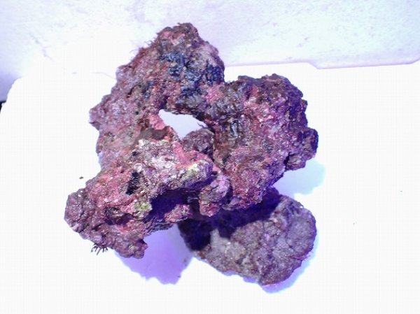 No.12 ライブロック 二個セット 海藻など付き 約1.7kgを買うなら